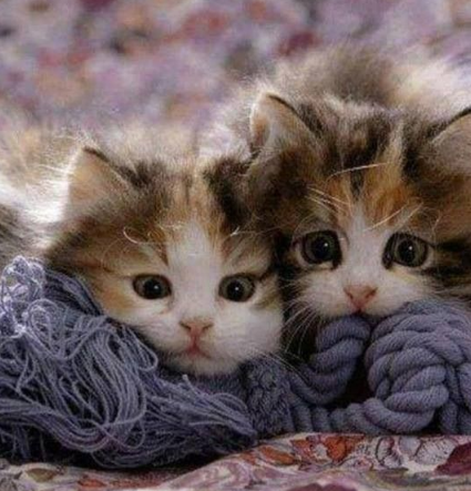 99 Gambar Kucing Lucu Imut Unik Persia Anggora Kata