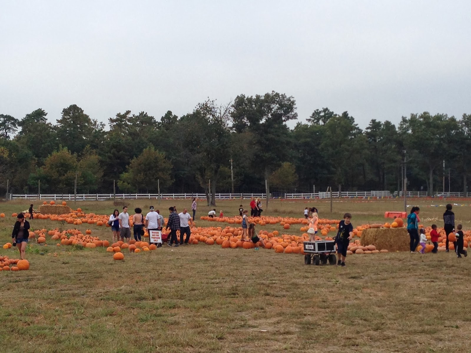 Some Sugar Added Argos Farm