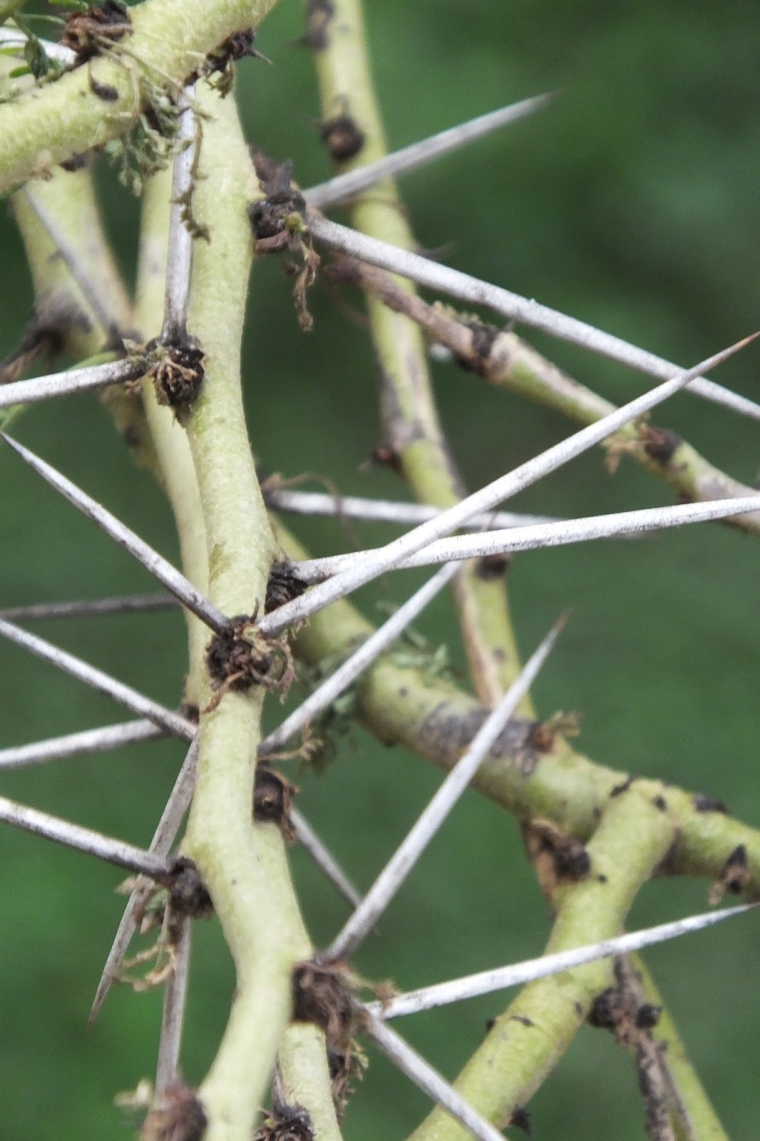 The acacia thorn trees of Kenya