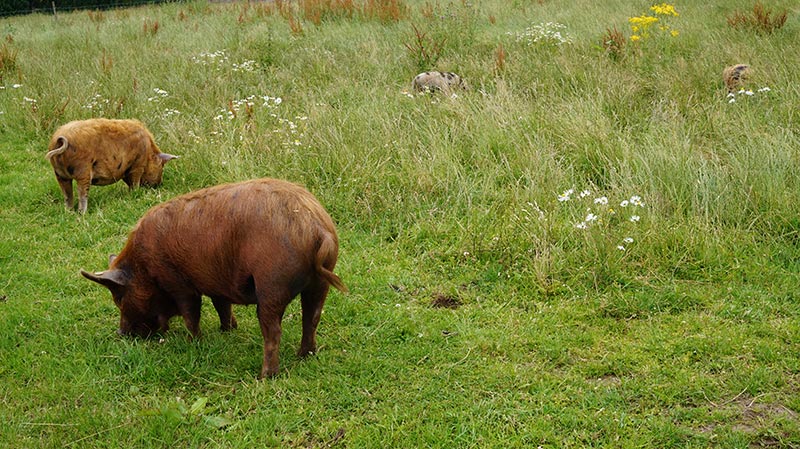 KuneCoco • Lemsdale Kune Kunes • Kune Kune Suchbild KuneCoco • Lemsdale Kune Kunes • Kune Kune Suchbild
