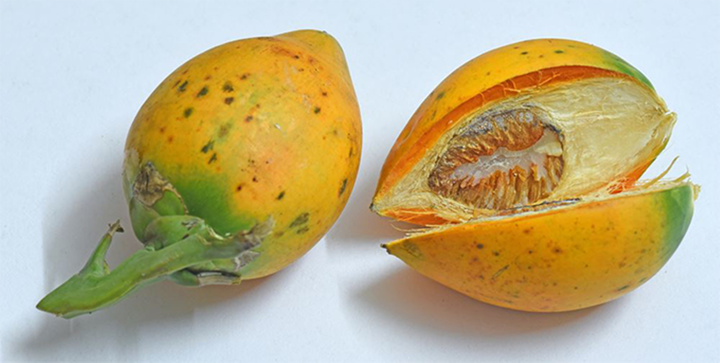 Manfaat Sabut Buah Pinang atau Jambe untuk Ikan Hias Anda - AquaAma