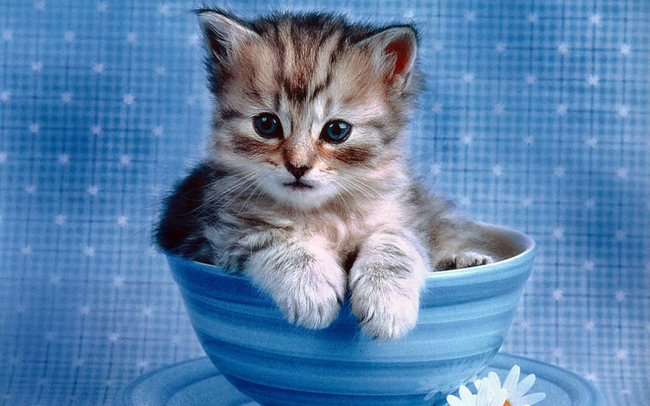 Funny Animals Zone: Cute Kittens Wallpapers Amazing