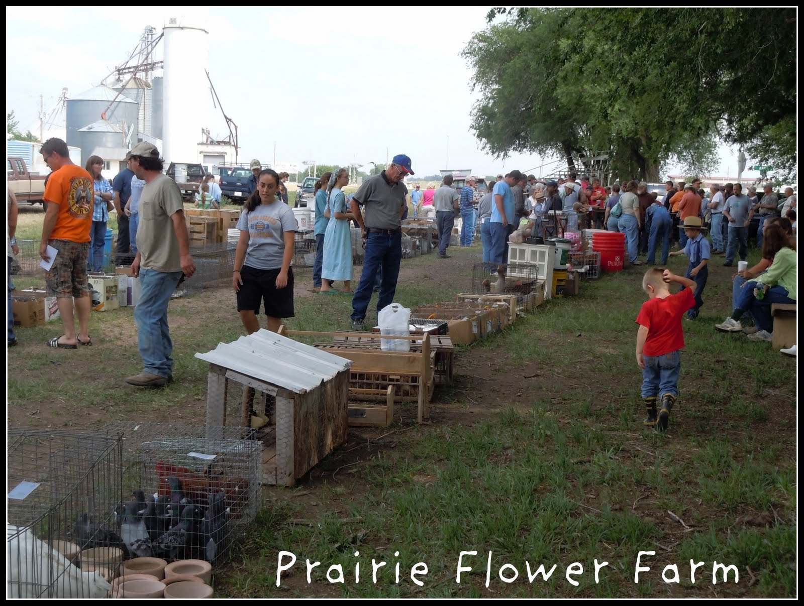 Prairie Flower Farm If you would have gone to the Amish Yoder Chicken