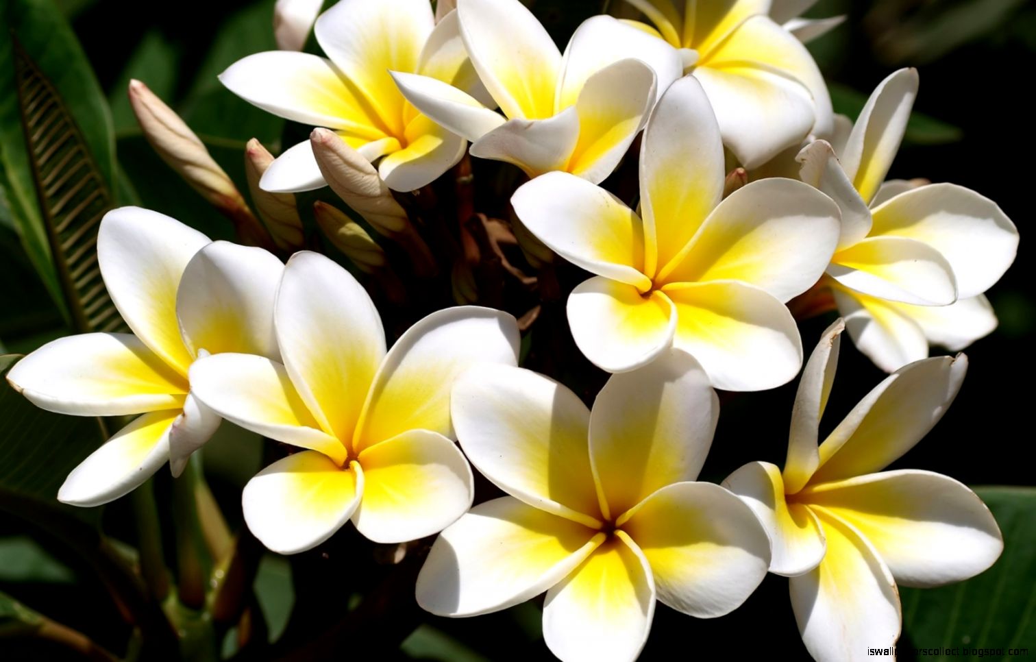 Frangipani Flowers Wallpapers Collection