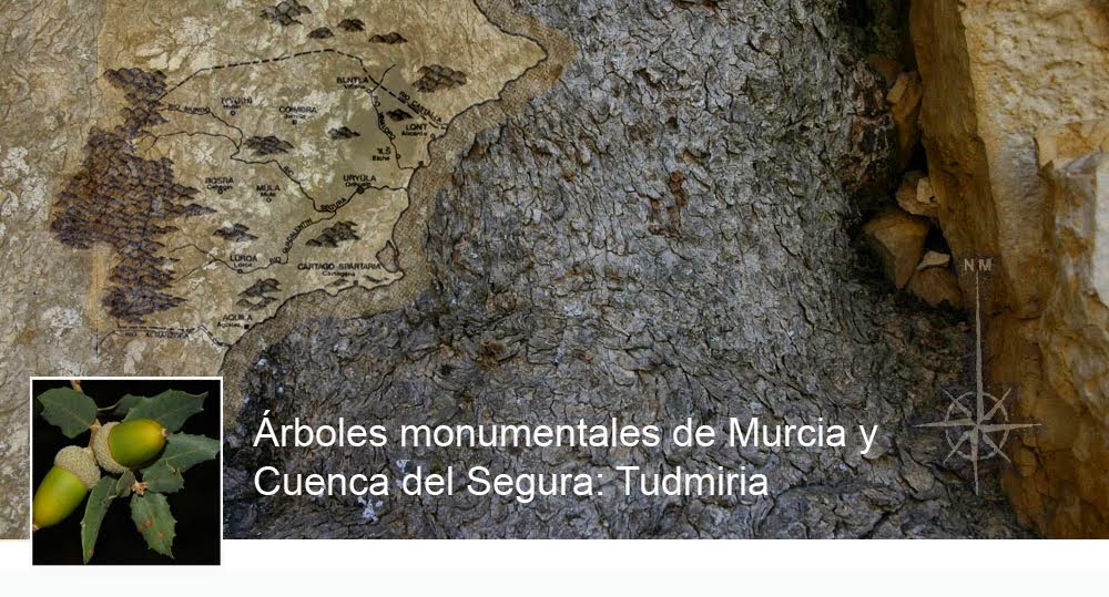 Árboles Monumentales de Murcia y Cuenca del Segura: Tudmiria