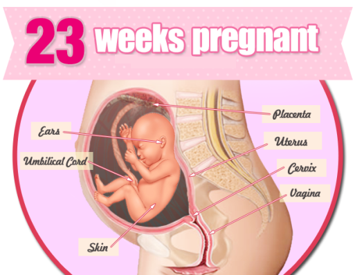 Minggu ke-23 kehamilan