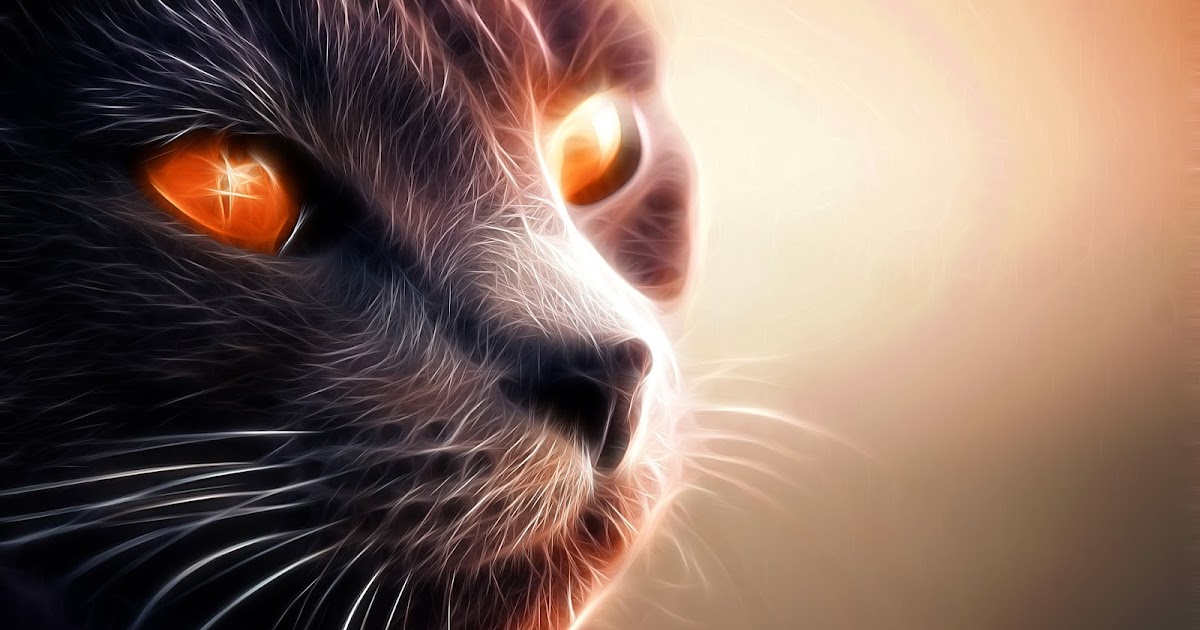 do cats have night vision? kittybi