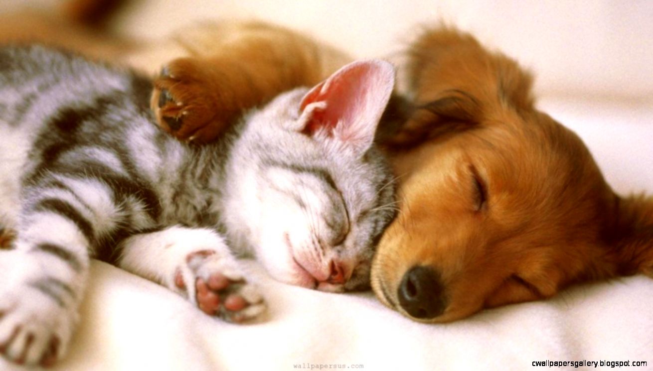 Cute Puppies and Kittens HD Wallpapers