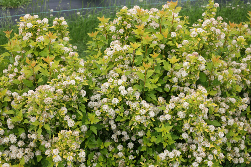 Proven Winners® ColorChoice® Plant of the Week Plant of the Week Tiny