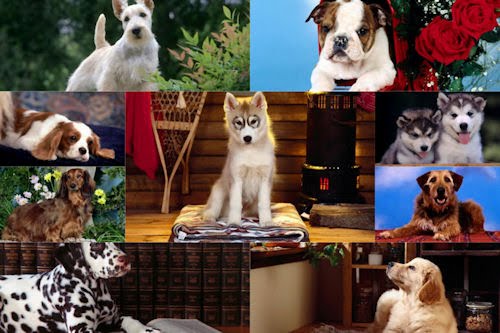 Imágenes y fotografías de perritos VI (9 wallpapers HD)