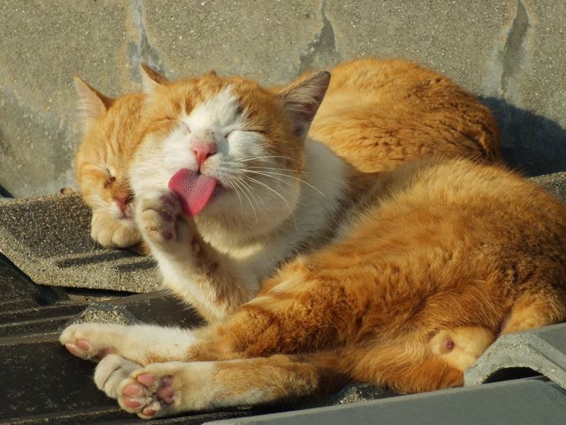 Aoshima, The Cat Island
