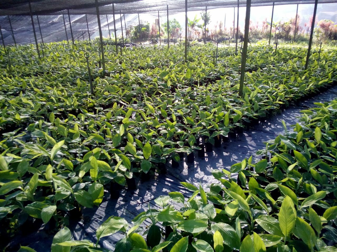 Urban Garden Banana Seedling for Sale