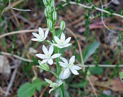 Leche de gallina (Ornithogalum pyrenaicum subs. narbonense) flor silvestre blanca