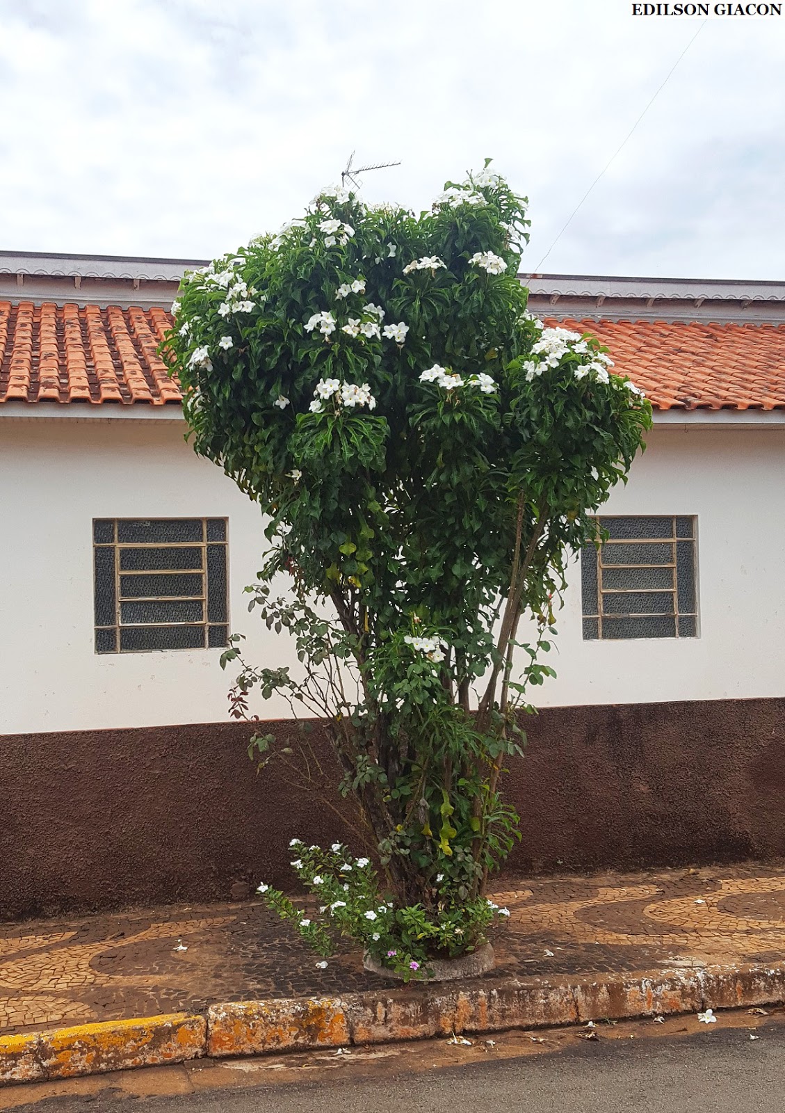 Viveiro Ciprest - Plantas Nativas e Exóticas: Jasmim do Caribe ou da  Venezuela ( Plumeria pudica )
