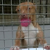 Έγκλειστος σκύλος σε μικρό κλουβί για 2 χρόνια...