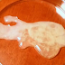 LOOK: Curious What Sperm Cells Look Like Under a Microscope?