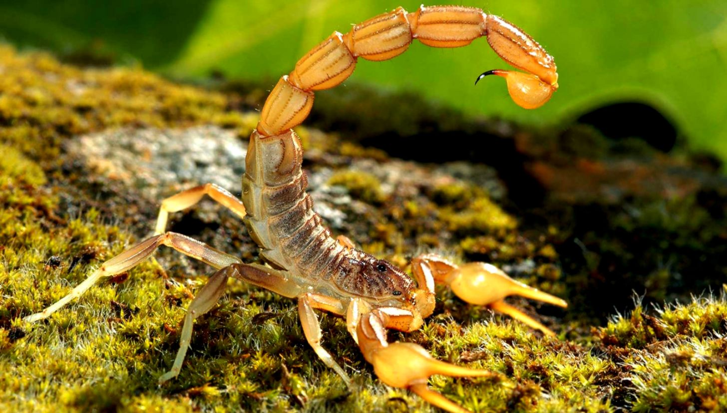 Scorpion Scorpion