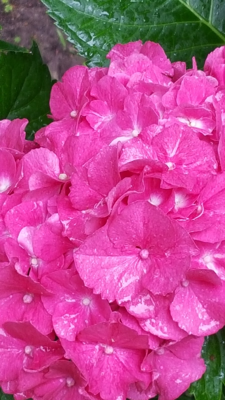Hydrangea Care And Culture Travaldo S Blog