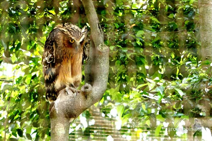 taman burung tmii jakarta