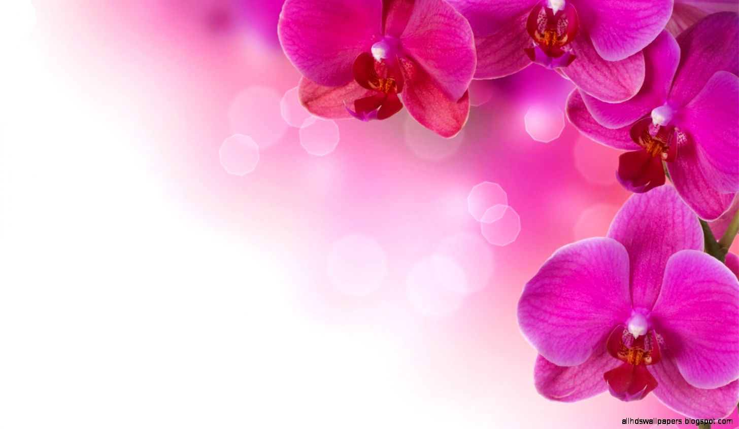 Pink Flower Desktop