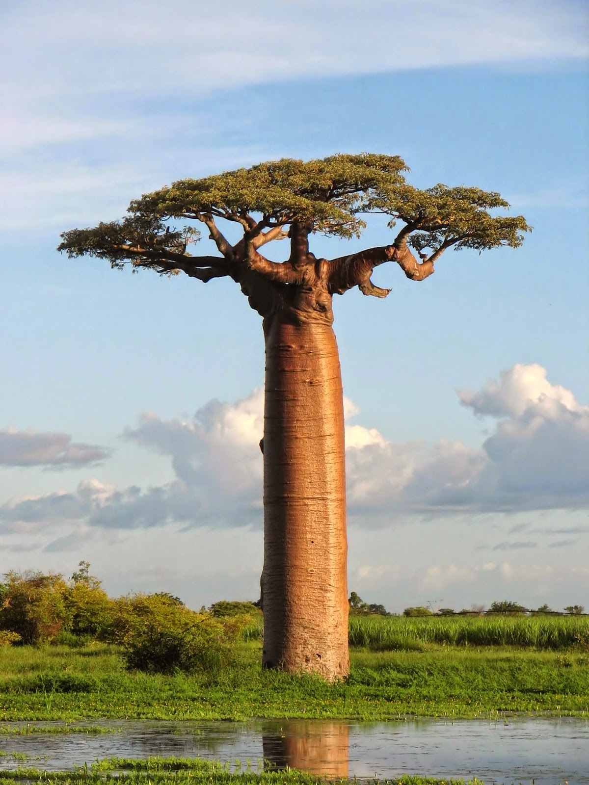 art is derived from natural "Baobab" is the Bottle Tree