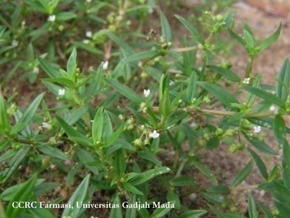 Aryanto Ridho: Sakit Gigi Sembuh Dengan Rumput Mutiara