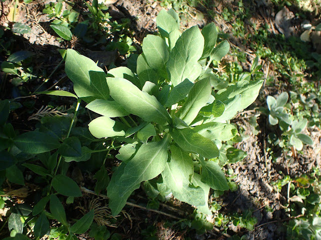 Peltaria alliacea