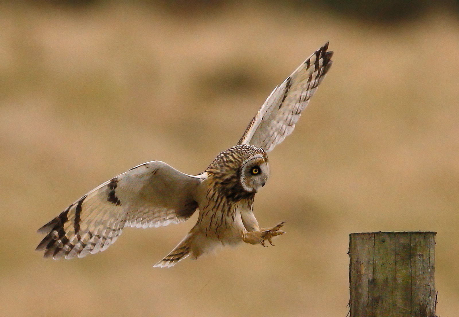 Darley Dale Wildlife Shorteared Owl landing