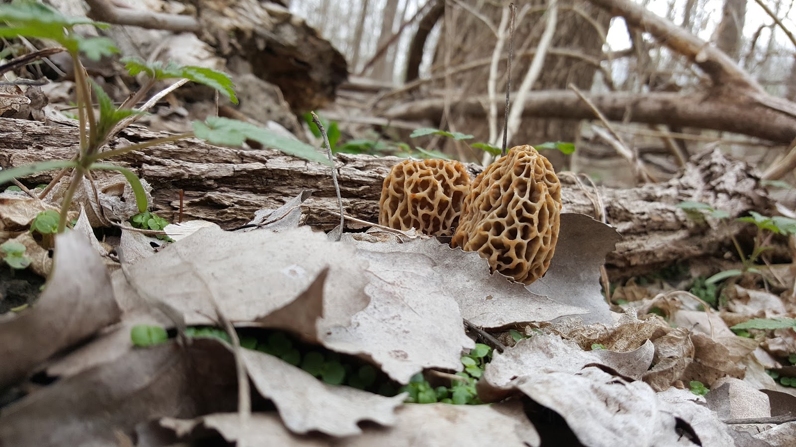 Mid Missouri Morels and Mushrooms