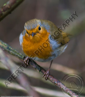 Image of a robin Image of a robin