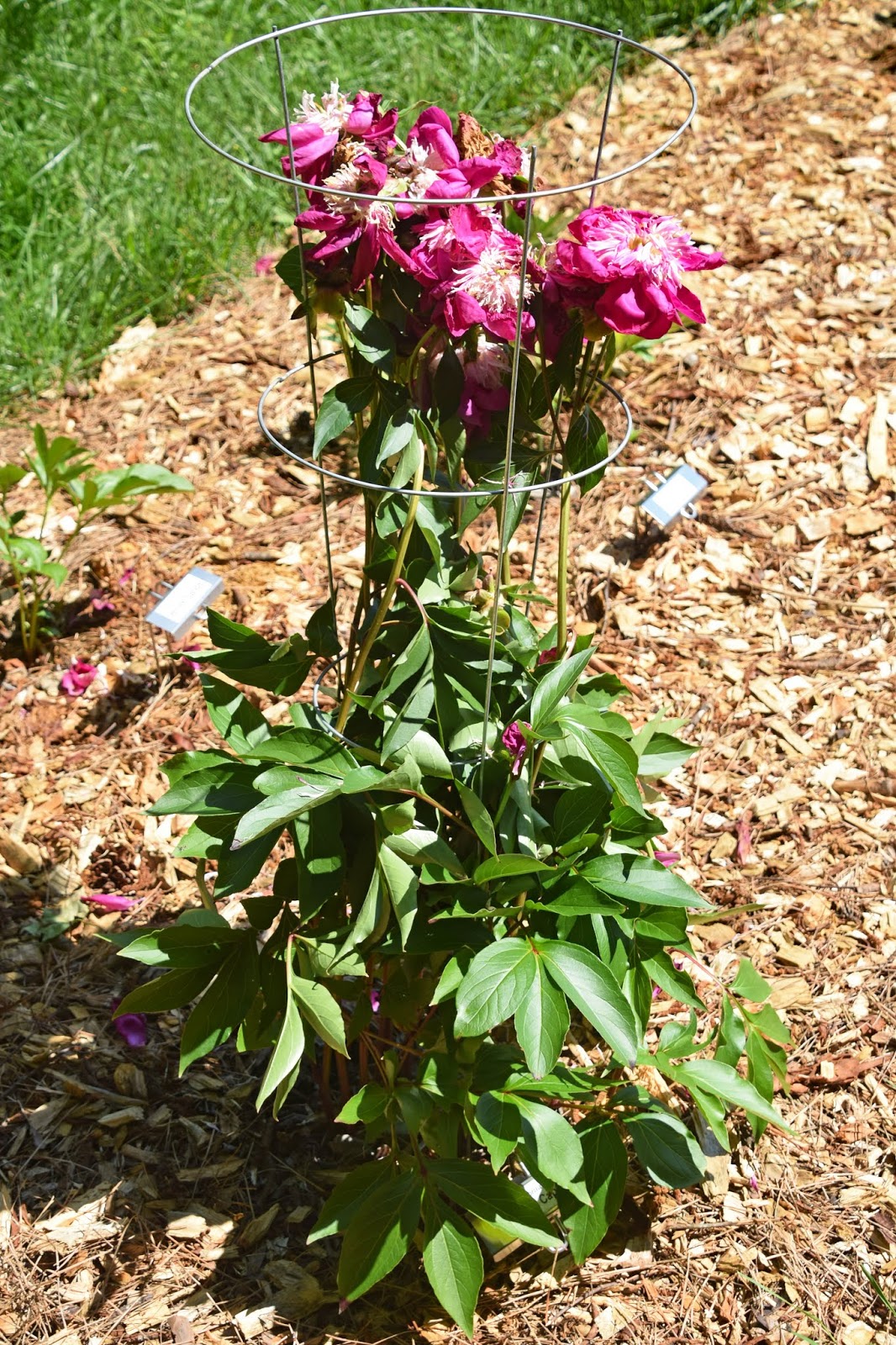 Southern Peony 2020 How to Make a Peony Support Ring from a Tomato Cage