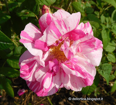 rosa gallica versicolor nel giardino della fattoria didattica dell ortica a Savigno Valsamoggia Bologna vicino Zocca nell appennino bolognese