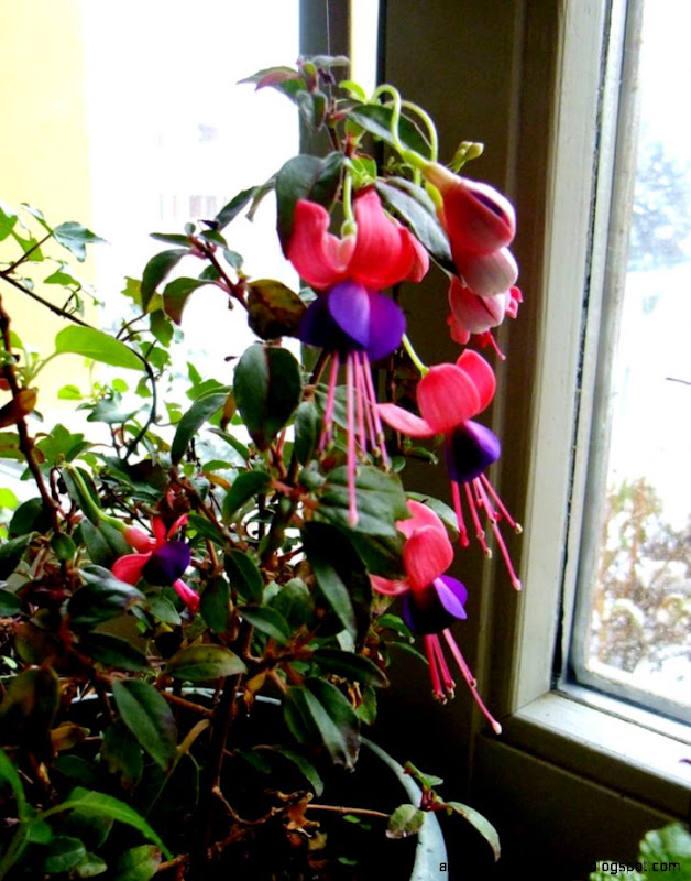 Colorful Flowers Dreams On Rain  Inspiration Wallpapers