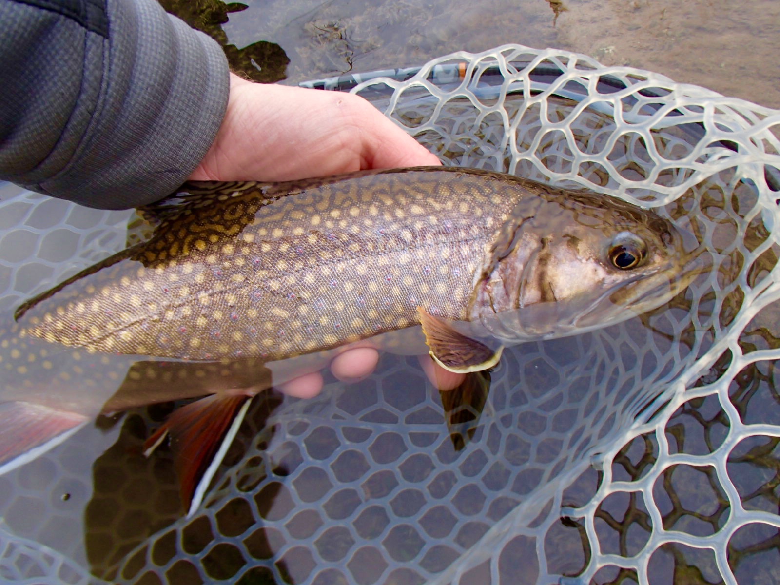 Trout creek flies fishing report