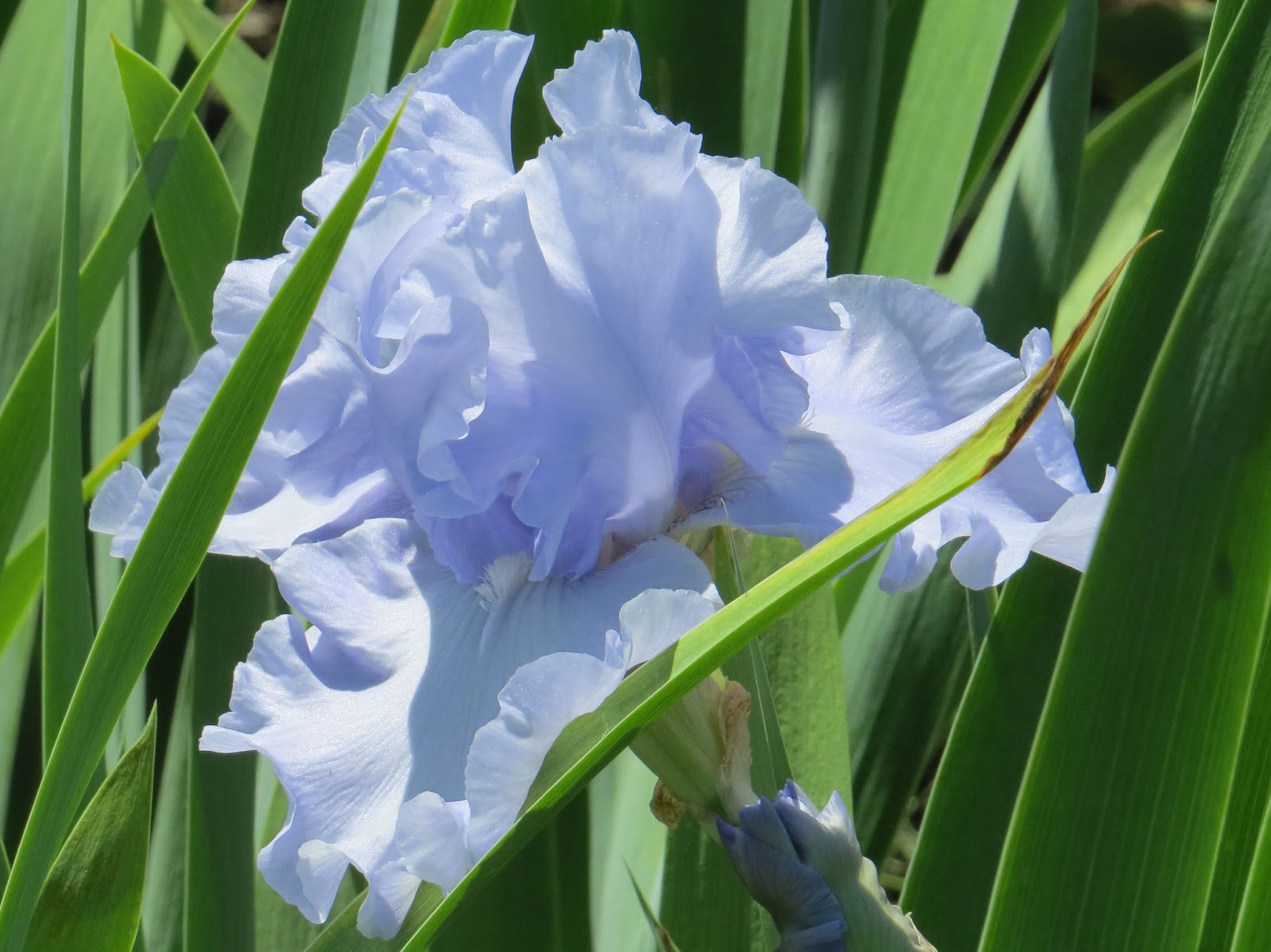 Rapture in Blue iris