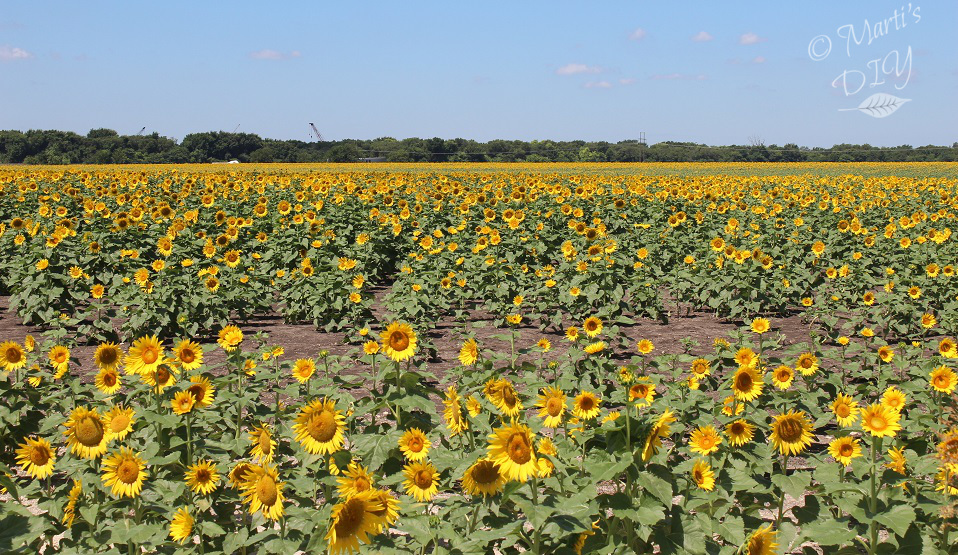 The Next Fifty Years Wordless Wednesday Sunflower Field Near Waxahachie