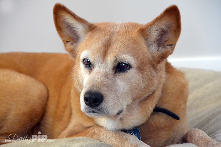 The Specials: Aggressive Dog Adopting and training an aggressive dog