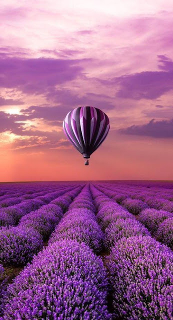 Hot Air Balloon Over Lavender Fields