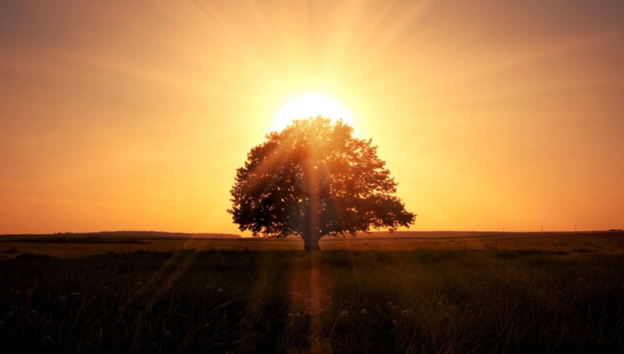 landscape nature lonely tree beautiful scene magical sunrise