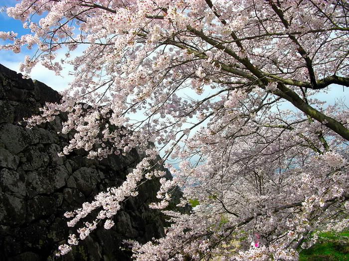 Hình ảnh đẹp về Hoa anh dào (Nhật bổn)! - http://namkna.blogspot.com/