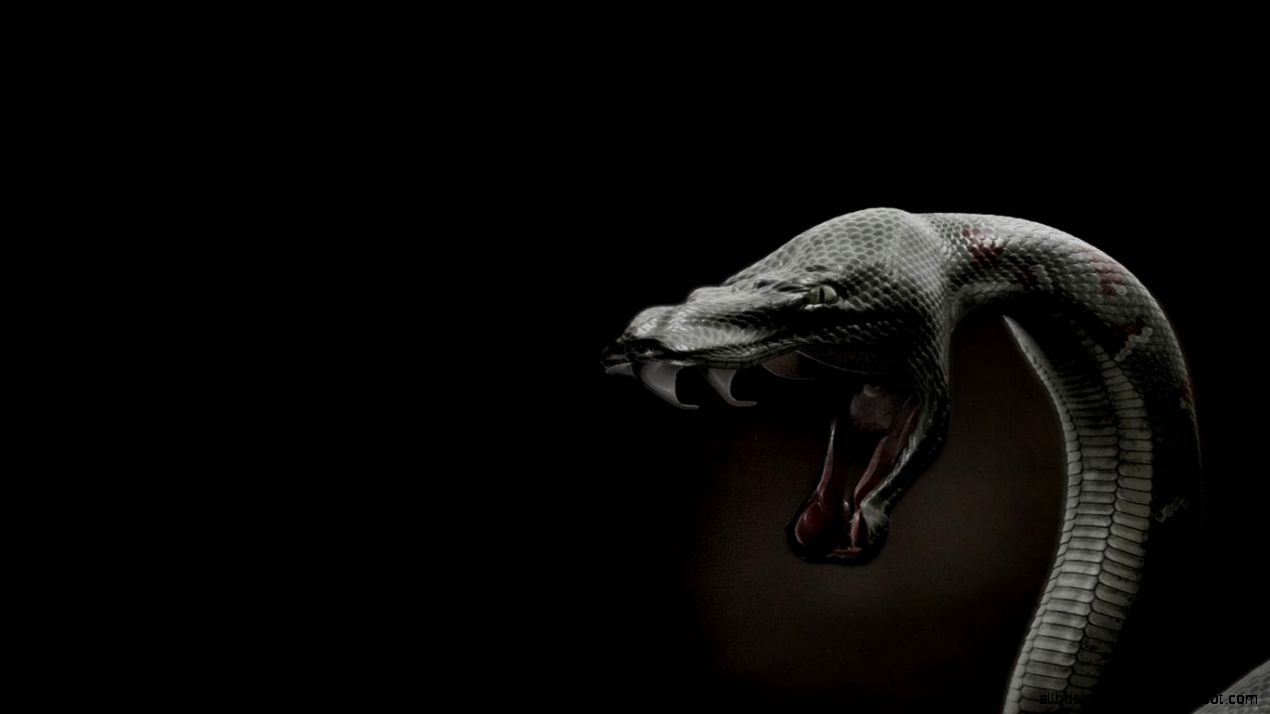 Black Snake  HD Wallpaper at