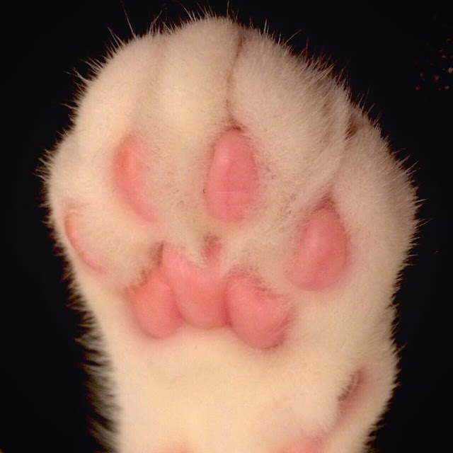 강지영네 고양이 | 인스티즈