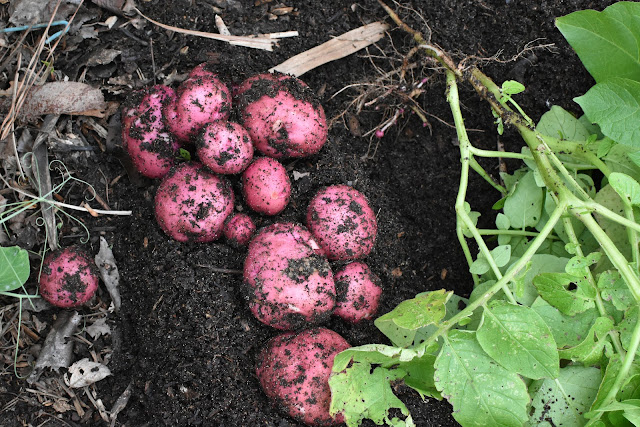 Growing Red potatoes - harvesting