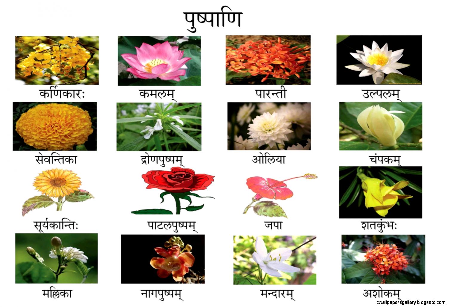 flowers name: 25 beautiful flowers name in sanskrit with hindi meaning