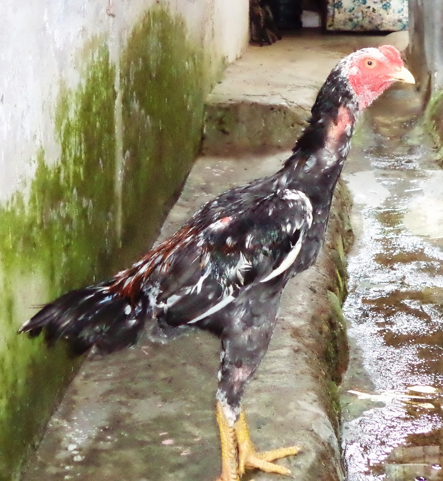 Ayam Bangkok Wiring kuning Lebong