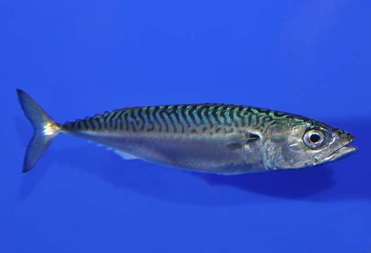 SCOMBER JAPONICUS PERUANUS PDF DOWNLOAD SCOMBER JAPONICUS PERUANUS PDF DOWNLOAD