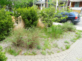 Leslieville summer garden cleanup before by Paul Jung Gardening Services Toronto