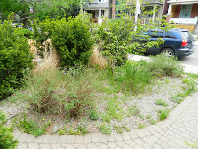 Leslieville summer garden cleanup before by Paul Jung Gardening Services Toronto Leslieville summer garden cleanup before by Paul Jung Gardening Services Toronto