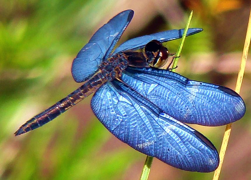 http://3.bp.blogspot.com/-lKK7CmlumTY/UJt3y61tuzI/AAAAAAAAAOI/Q9M_Ir-fZto/s1600/blue_dragonfly.jpg