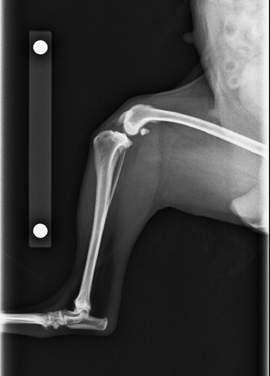 Xray Magnification Indicator 自作
